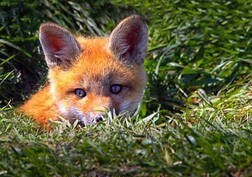 Baby Kitsune - Gives Psychic Visions Enhances Confidence and Brings Success